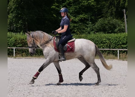 Andaluces, Caballo castrado, 3 años, 156 cm, Tordo