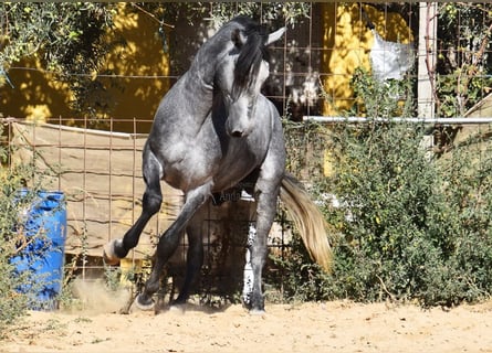 Andaluces, Caballo castrado, 3 años, 157 cm, Tordo