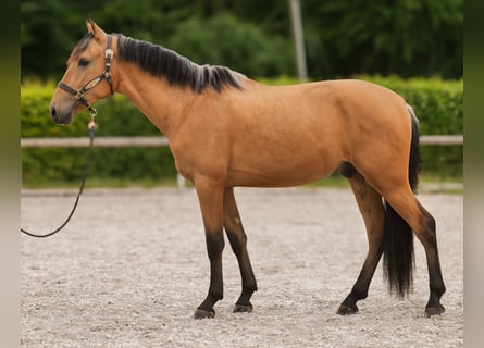 Andaluces, Caballo castrado, 3 años, 158 cm, Bayo