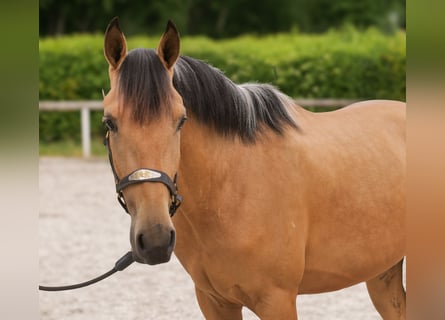 Andaluces, Caballo castrado, 3 años, 158 cm, Bayo