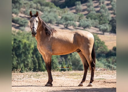 Andaluces, Caballo castrado, 3 años, 158 cm, Bayo