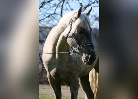 Andaluces Mestizo, Caballo castrado, 3 años, 158 cm, Palomino