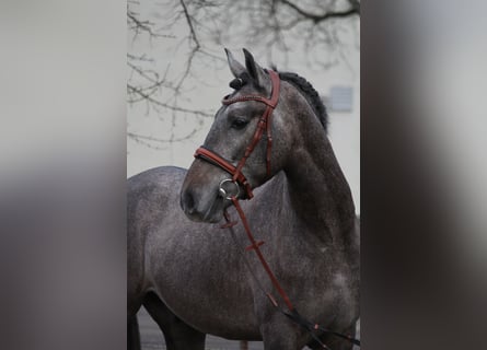 Andaluces, Caballo castrado, 3 años, 159 cm, Tordo