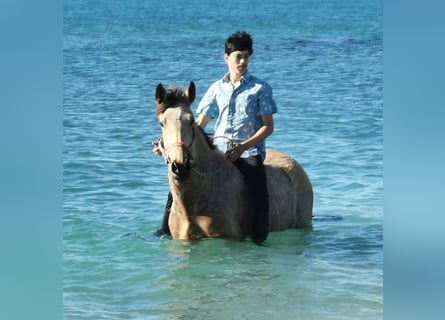 Andaluces, Caballo castrado, 3 años, 160 cm, Bayo