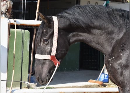 Andaluces, Caballo castrado, 3 años, 160 cm, Negro