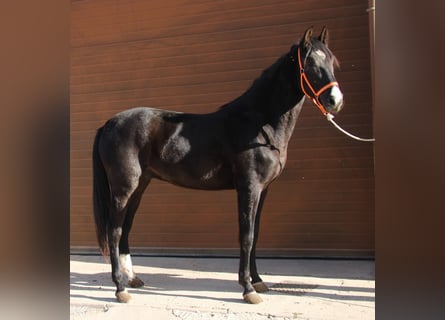 Andaluces, Caballo castrado, 3 años, 160 cm, Negro