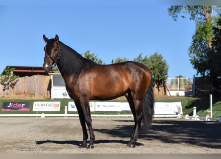 Andaluces, Caballo castrado, 3 años, 165 cm, Castaño