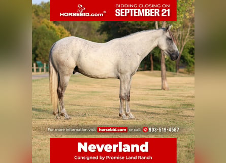 Andaluces, Caballo castrado, 3 años, Tordo