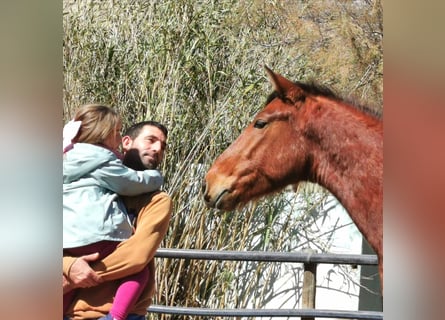 Andaluces, Caballo castrado, 4 años, 150 cm, Castaño