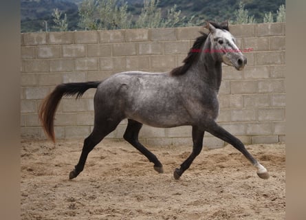 Andaluces, Caballo castrado, 4 años, 150 cm, Tordo