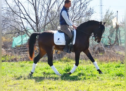 Andaluces, Caballo castrado, 4 años, 151 cm, Castaño oscuro