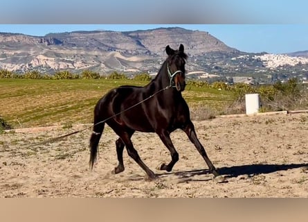 Andaluces, Caballo castrado, 4 años, 153 cm, Castaño oscuro