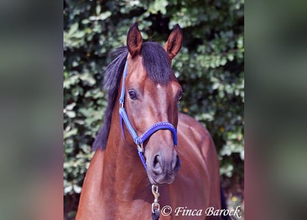 Andaluces, Caballo castrado, 4 años, 154 cm, Castaño