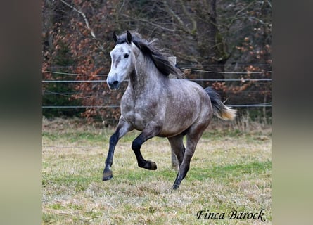 Andaluces, Caballo castrado, 4 años, 155 cm, Tordo