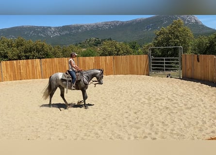 Andaluces Mestizo, Caballo castrado, 4 años, 155 cm, Tordo