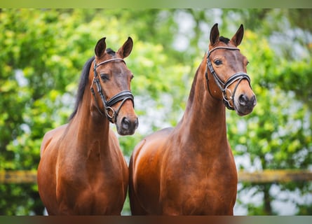 Andaluces, Caballo castrado, 4 años, 156 cm, Castaño