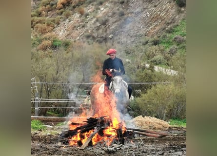 Andaluces, Caballo castrado, 4 años, 156 cm, Tordo