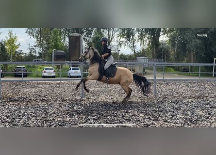 Andaluces Mestizo, Caballo castrado, 4 años, 157 cm, Bayo