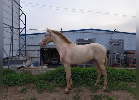 Andaluces, Caballo castrado, 4 años, 157 cm, Cremello