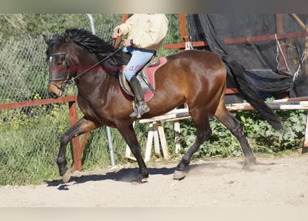 Andaluces, Caballo castrado, 4 años, 158 cm, Castaño