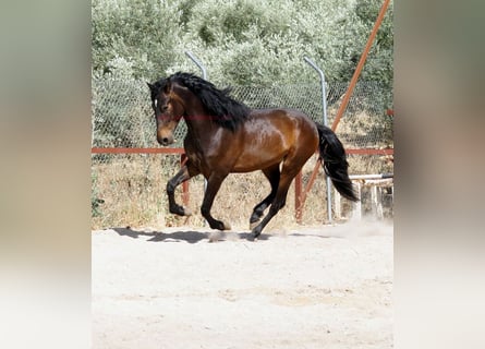 Andaluces, Caballo castrado, 4 años, 158 cm, Castaño