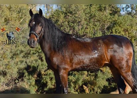 Andaluces, Caballo castrado, 4 años, 159 cm, Castaño