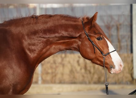 Andaluces Mestizo, Caballo castrado, 4 años, 160 cm, Alazán