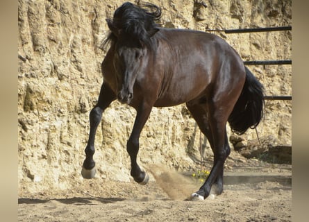 Andaluces, Caballo castrado, 4 años, 160 cm, Buckskin/Bayo