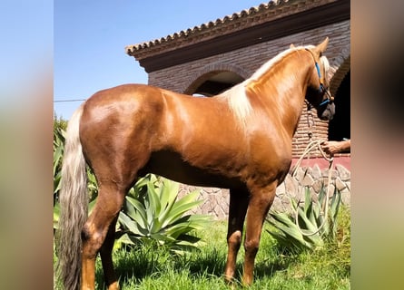 Andaluces, Caballo castrado, 4 años, 160 cm, Palomino