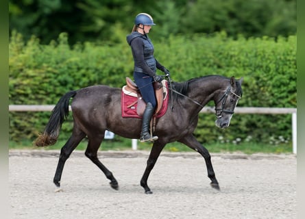 Andaluces, Caballo castrado, 4 años, 160 cm, Tordillo negro