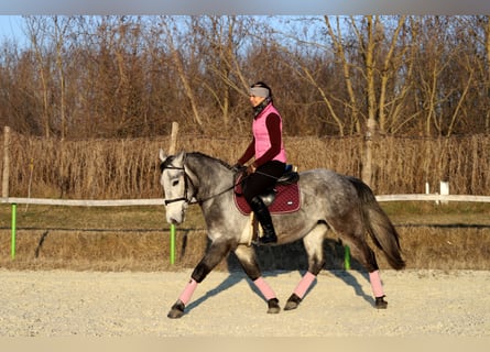 Andaluces Mestizo, Caballo castrado, 4 años, 160 cm, Tordo