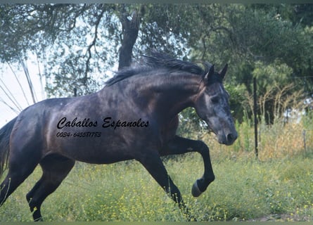 Andaluces, Caballo castrado, 4 años, 161 cm, Tordillo negro