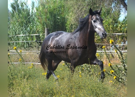 Andaluces, Caballo castrado, 4 años, 161 cm, Tordillo negro