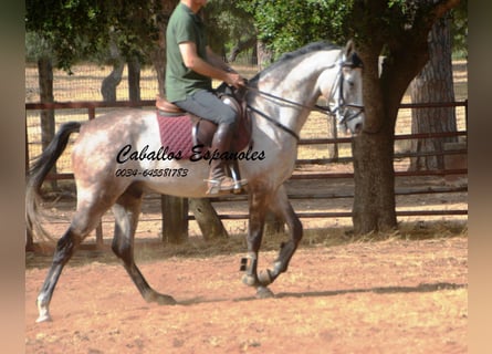 Andaluces, Caballo castrado, 4 años, 161 cm, Tordo rodado