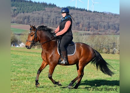 Andaluces, Caballo castrado, 4 años, 162 cm, Castaño