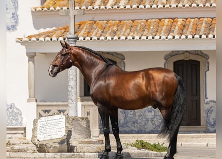 Andaluces, Caballo castrado, 4 años, 162 cm, Castaño oscuro