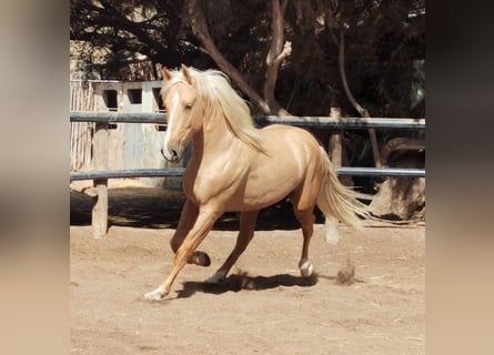Andaluces, Caballo castrado, 4 años, 162 cm, Palomino