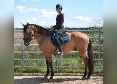 Andaluces, Caballo castrado, 4 años, 165 cm, Bayo