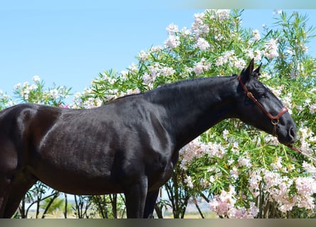 Andaluces, Caballo castrado, 4 años, 166 cm, Negro