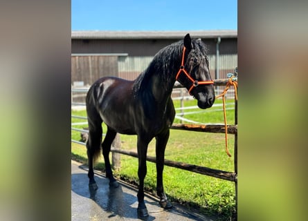 Andaluces, Caballo castrado, 4 años, 170 cm, Negro