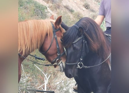 Andaluces, Caballo castrado, 5 años, 147 cm, Negro