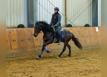 Andaluces, Caballo castrado, 5 años, 153 cm, Castaño