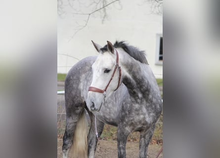 Andaluces Mestizo, Caballo castrado, 5 años, 153 cm, Tordo