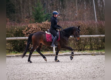 Andaluces, Caballo castrado, 5 años, 154 cm, Castaño oscuro