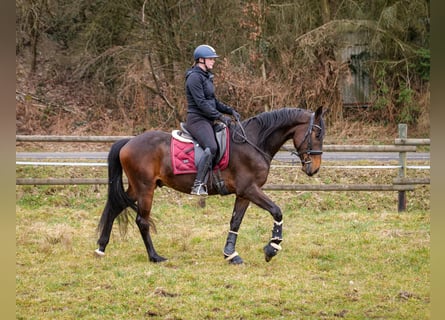 Andaluces, Caballo castrado, 5 años, 154 cm, Castaño oscuro