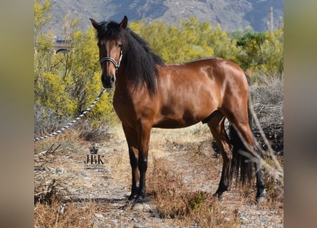 Andaluces, Caballo castrado, 5 años, 155 cm, Castaño