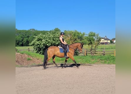Andaluces Mestizo, Caballo castrado, 5 años, 156 cm, Castaño
