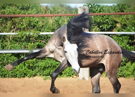 Andaluces, Caballo castrado, 5 años, 156 cm, Tordillo negro