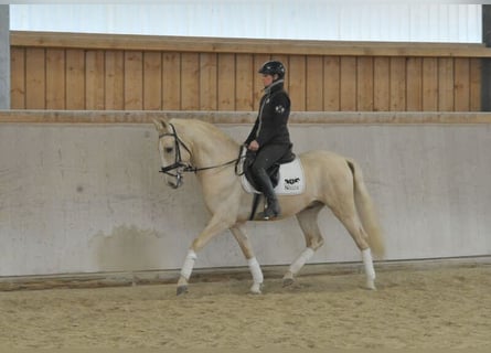 Andaluces, Caballo castrado, 5 años, 158 cm, Palomino