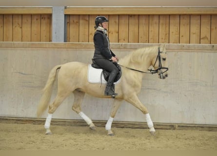 Andaluces, Caballo castrado, 5 años, 158 cm, Palomino